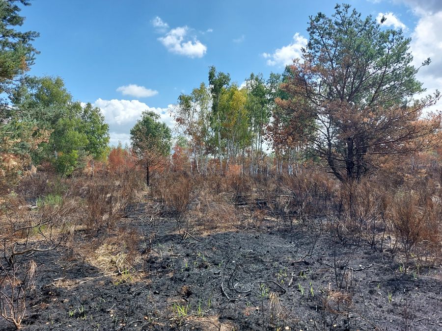 Vortrag am Dienstag: 10 Jahre Wölfe in der Gohrisch Heide