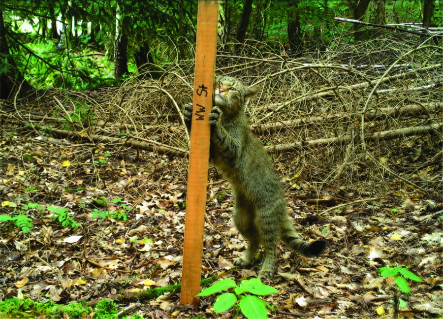 Vortrag am Dienstag: Wilde Katzen in Sachsen
